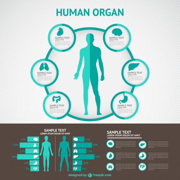 Vektörel İnsan Organları